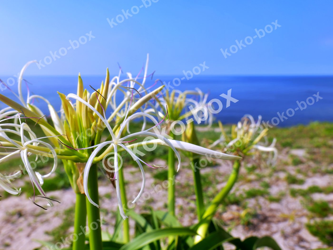 海辺に咲く白いハマオモトの花々 横位置