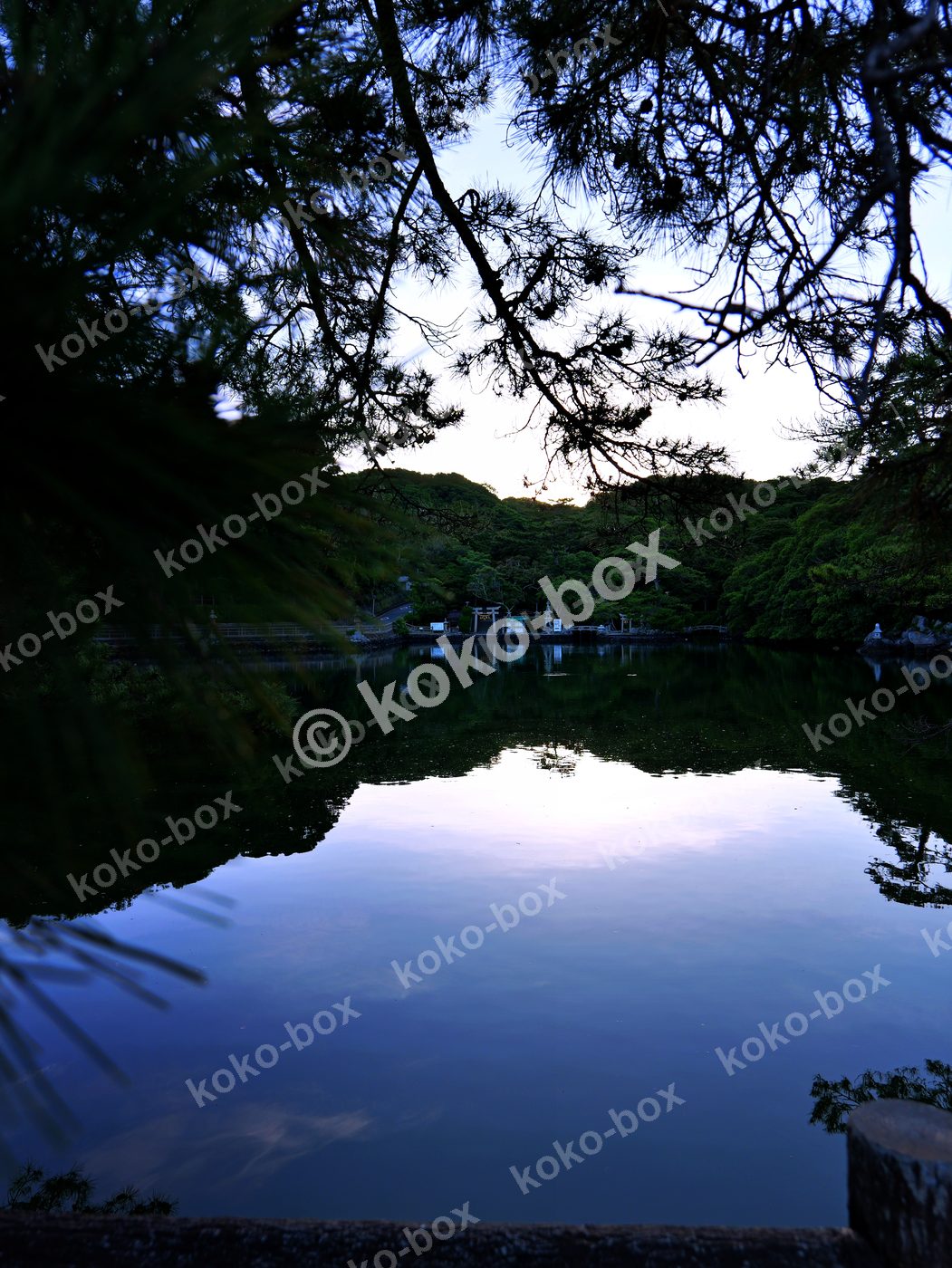 静寂の夜明け 神秘的な池と鳥居 縦位置 写真素材