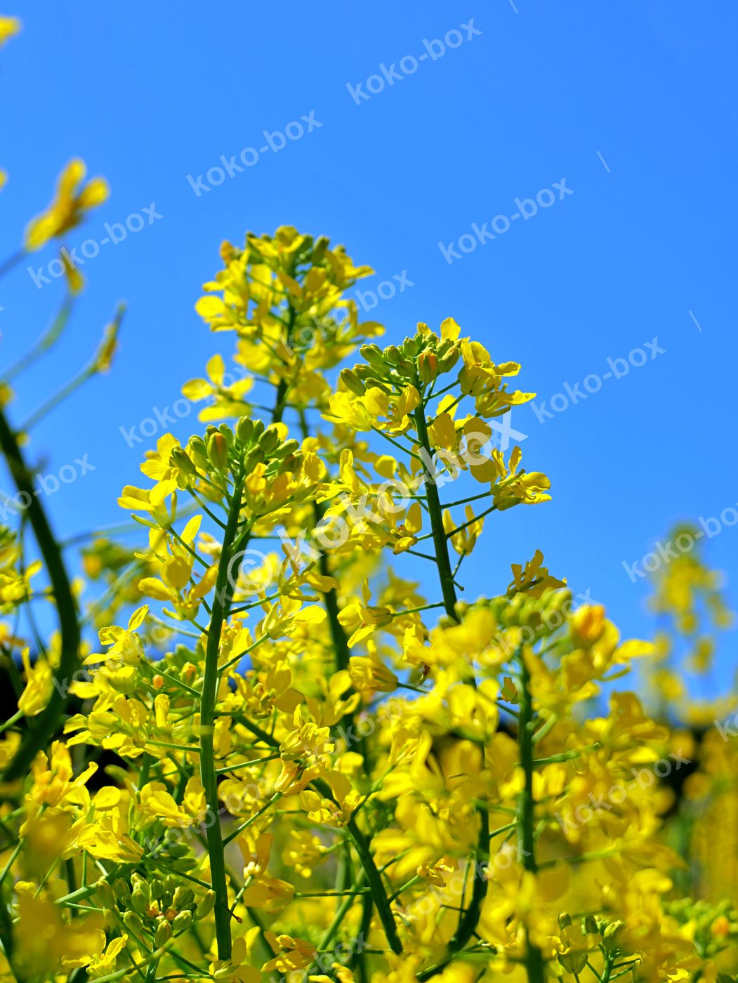 青空に映える菜の花畑 縦位置 写真素材