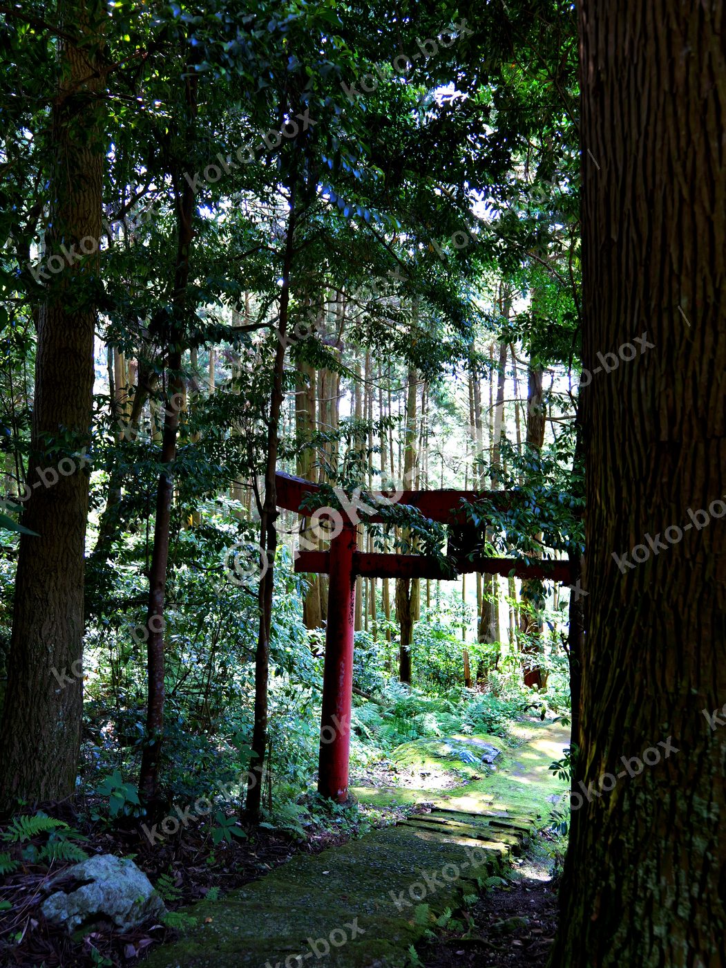森に佇む赤い鳥居 神秘的 縦位置 写真素材