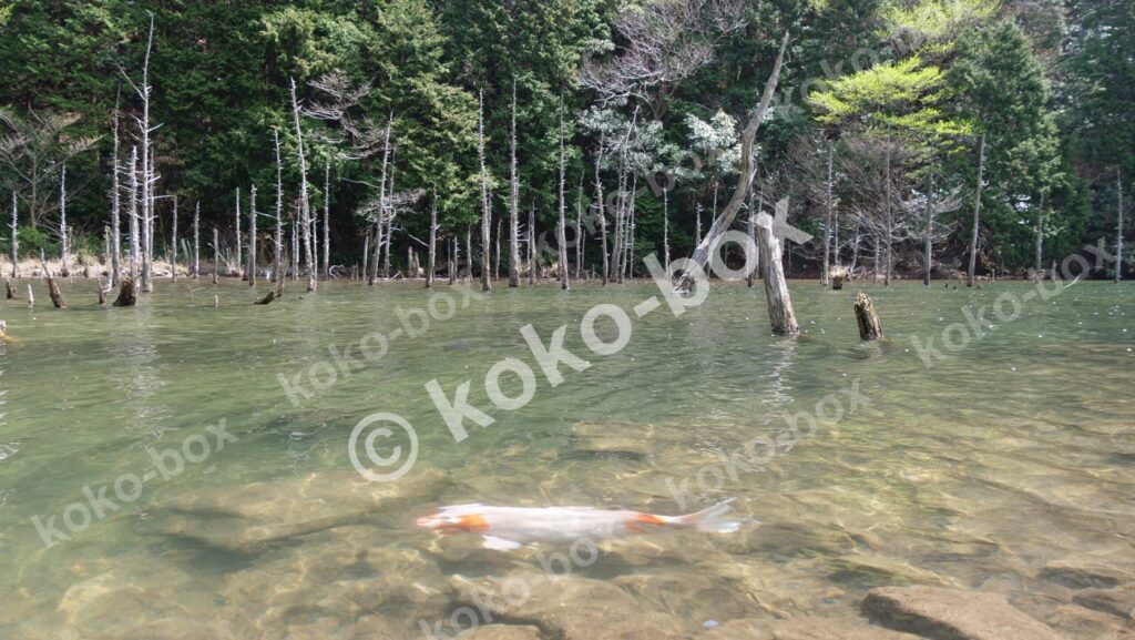 幻想的な森の池と鯉 自然風景写真素材