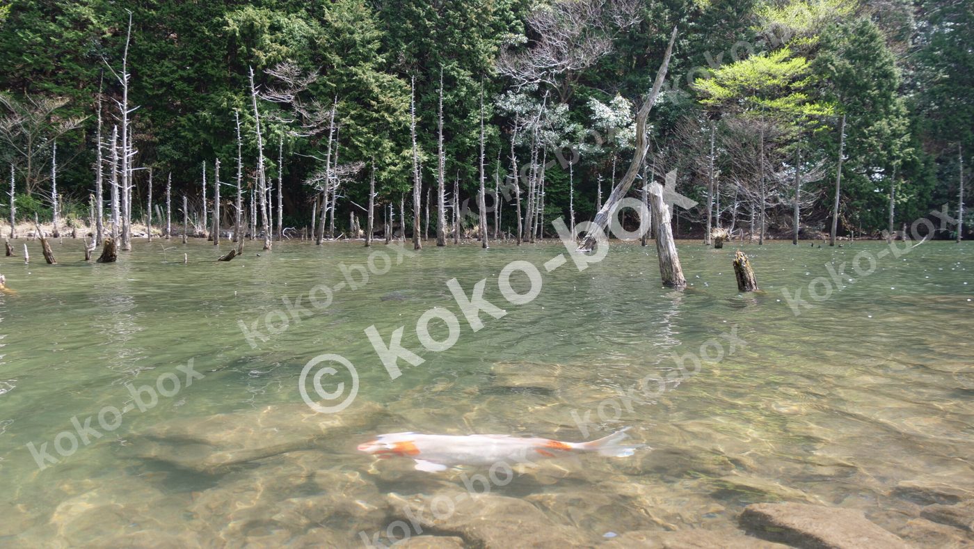幻想的な森の池と鯉 自然風景写真素材