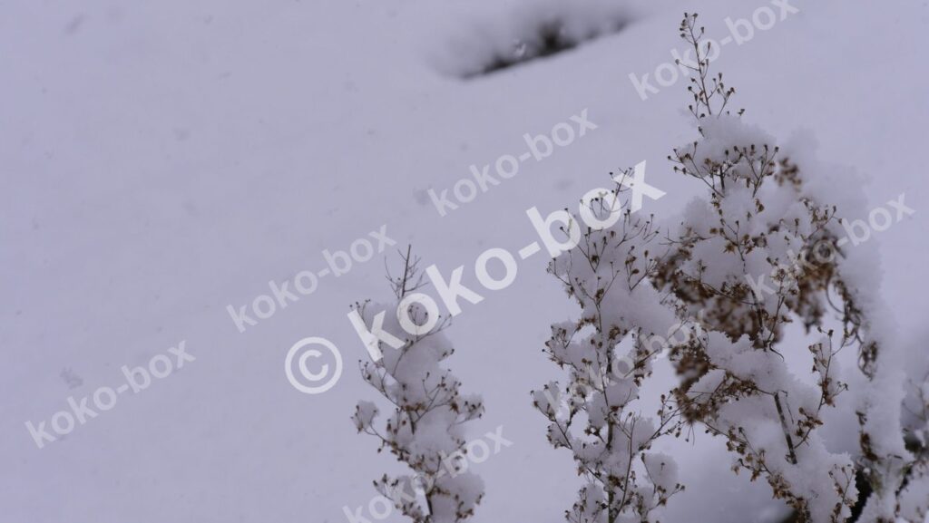 雪の日の枯れ木風景写真 横位置 写真素材