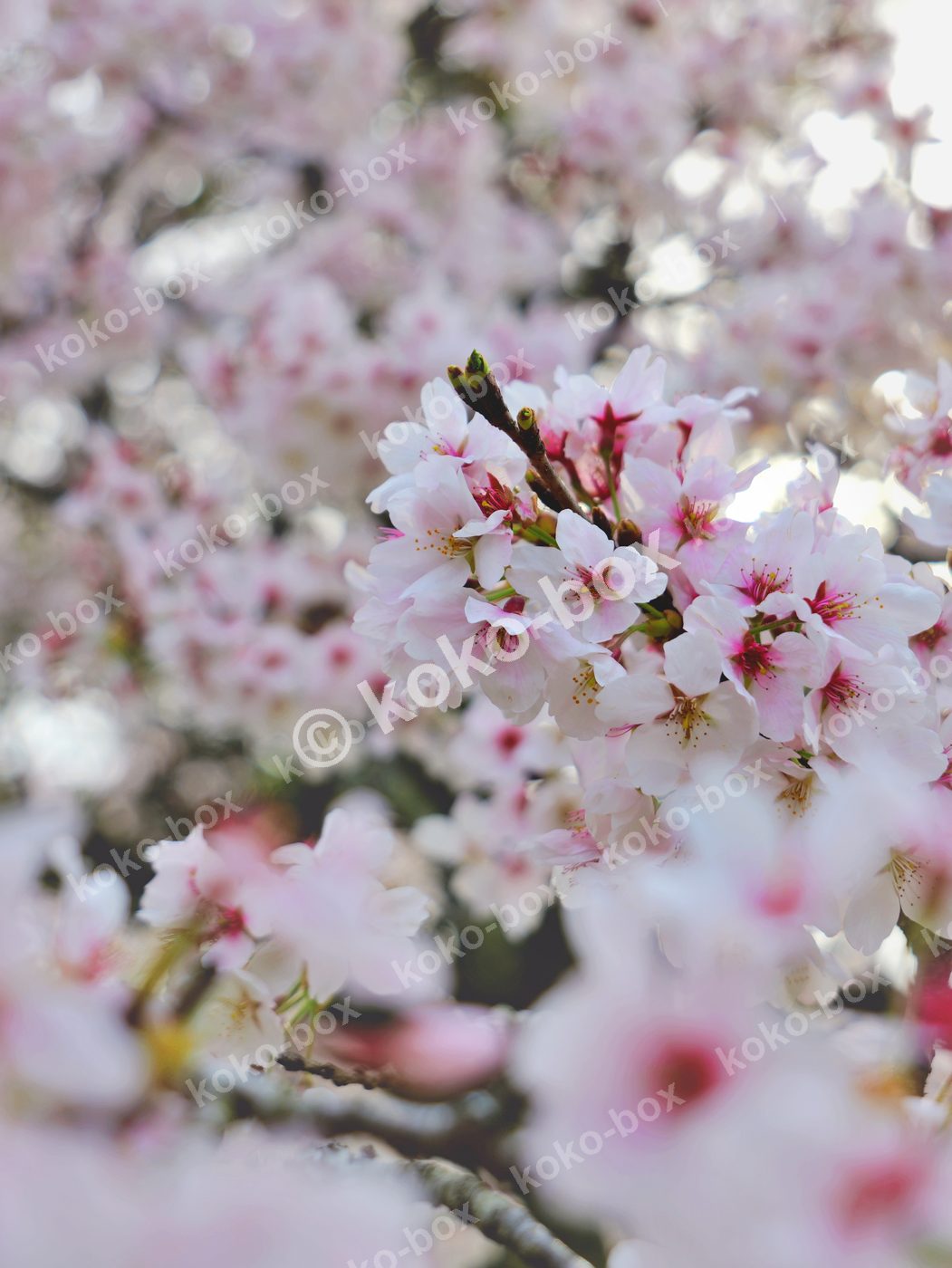 満開の桜と春の柔らかな光 縦位置写真素材