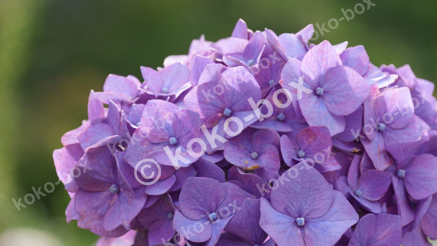 鮮やかな紫色の紫陽花の花のアップ 写真素材