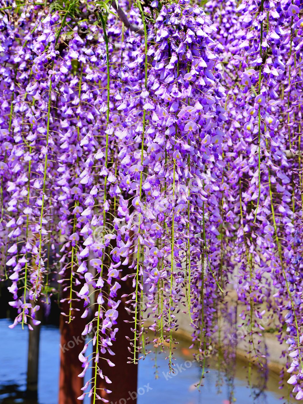 満開の藤の花 降り注ぐ紫のカーテン 縦位置写真素材