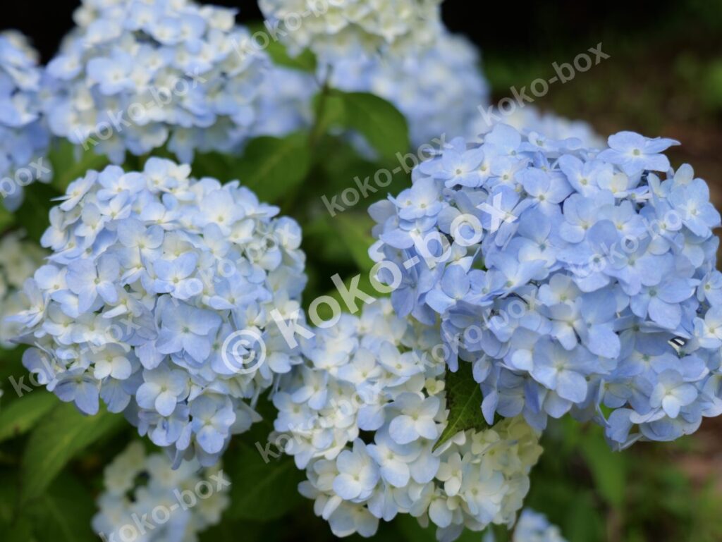 薄い水色のグラデーションが美しい紫陽花グループ 写真素材