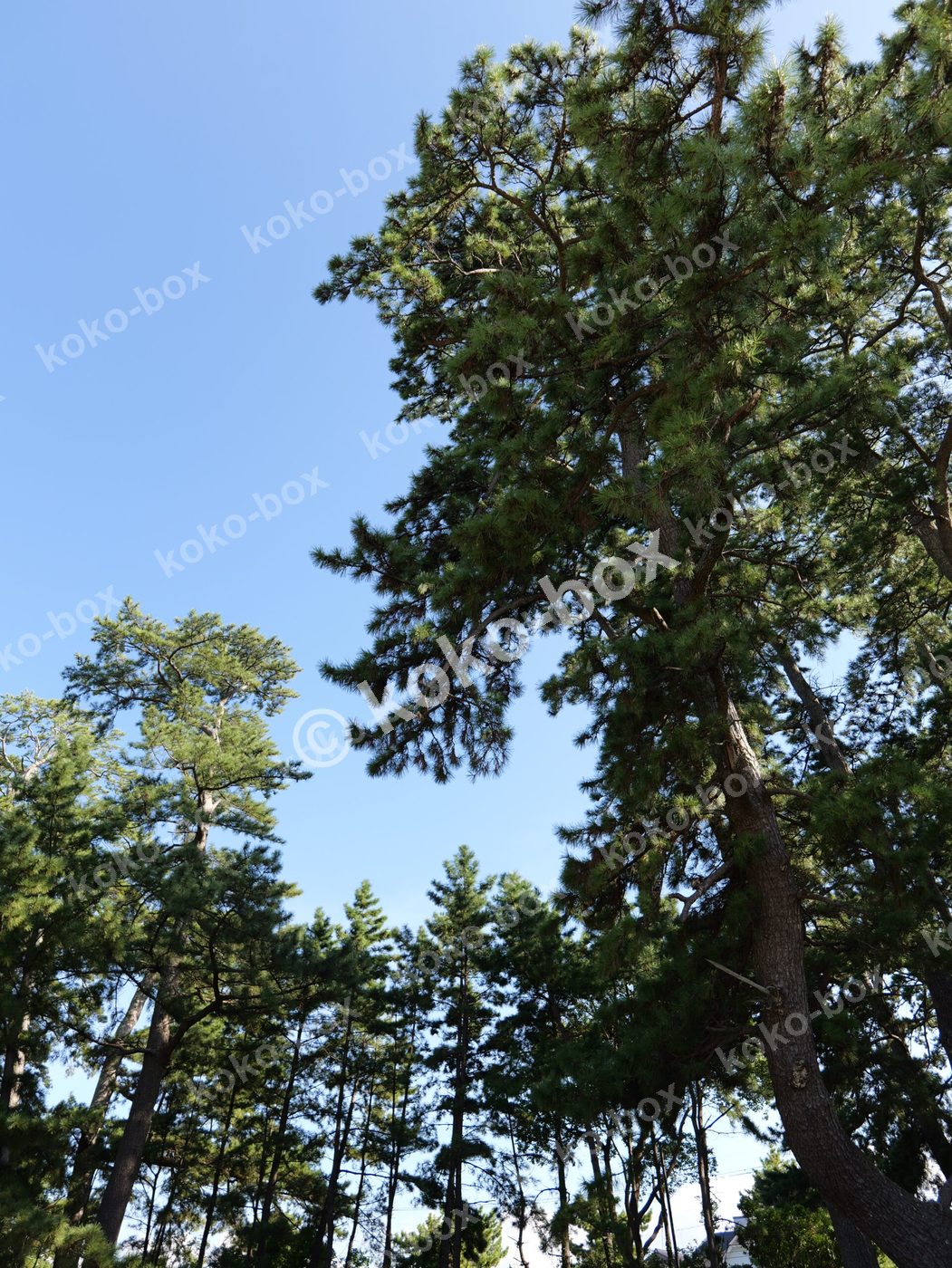 美しい青空グラデーションと松の木 縦位置写真素材
