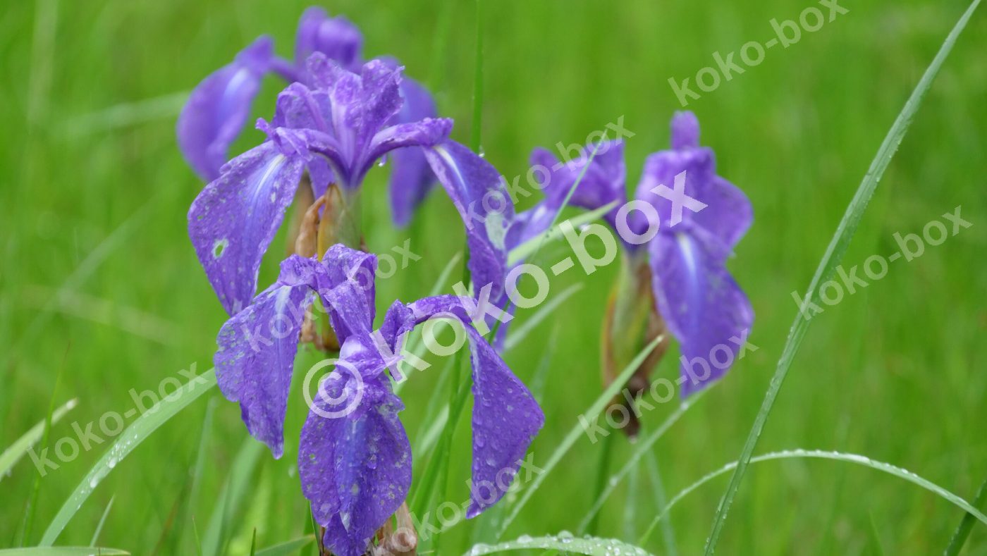 雨上がりの水滴が輝く紫色のカキツバタの花写真素材