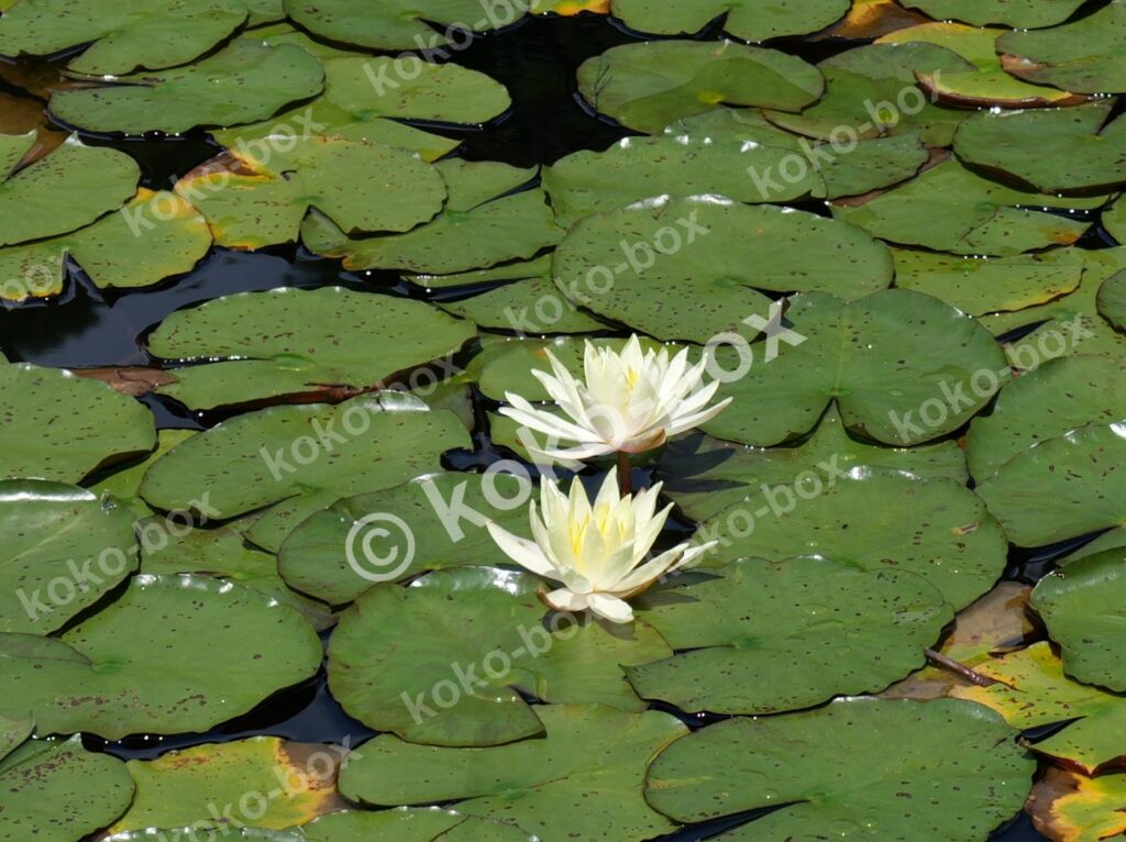 優雅な白いスイレン二輪が咲く池の風景 横位置 写真素材