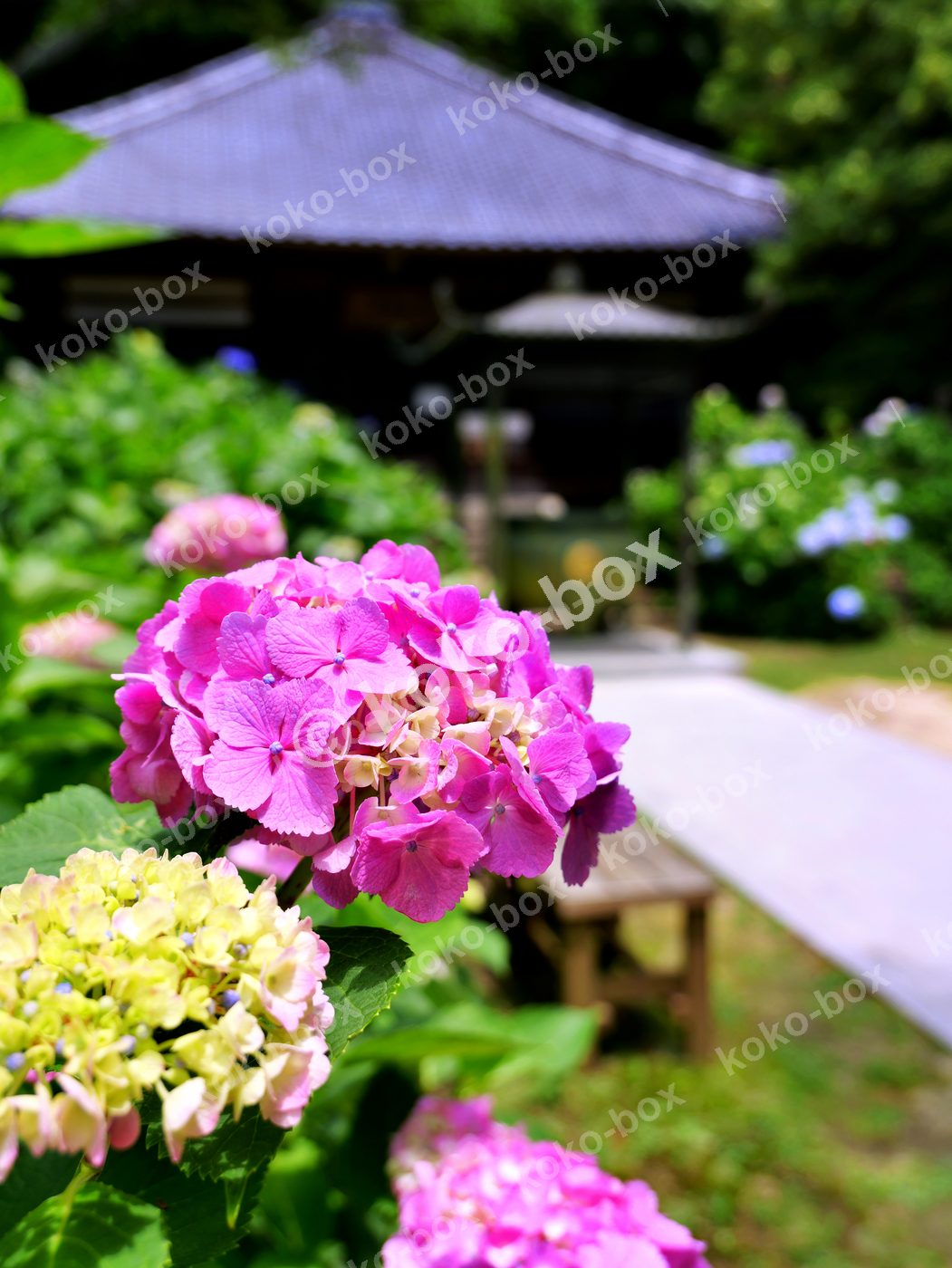 古刹に咲く紫陽花と木漏れ日 縦位置写真素材