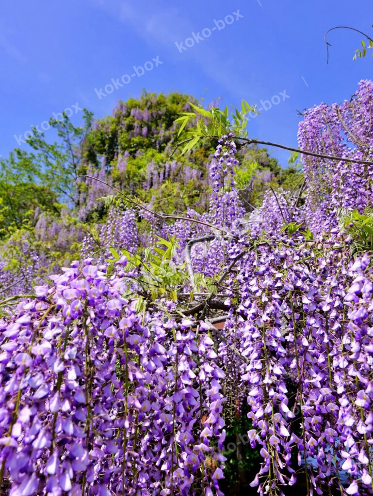 春の訪れ告げる藤棚と青空の風景 縦位置 写真素材