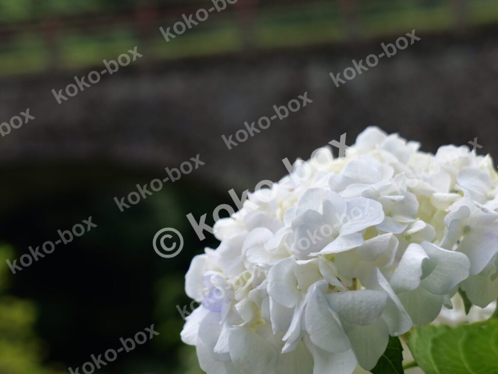 石橋と白い紫陽花 風景写真素材