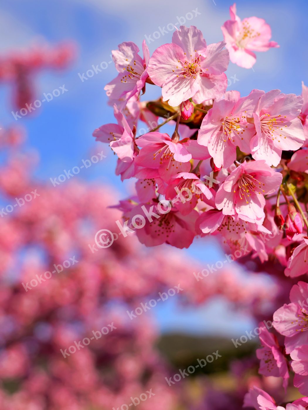 青空と満開の早咲き河津桜 縦位置 写真素材