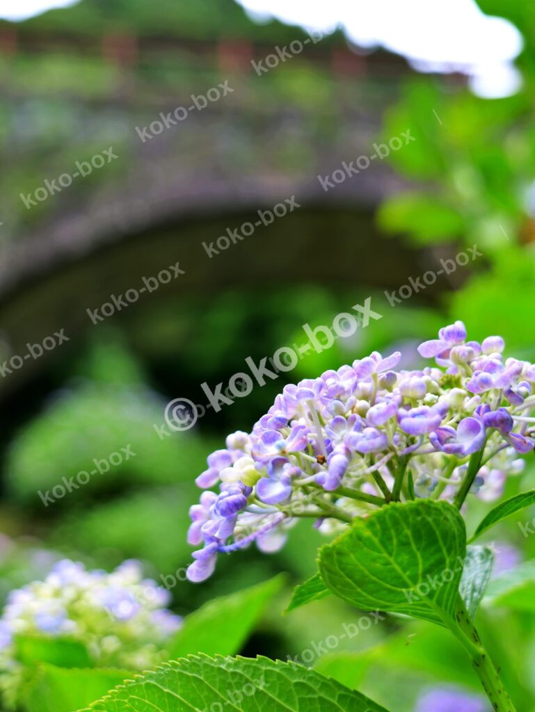 雨上がりの情緒溢れるアジサイ 縦位置写真素材