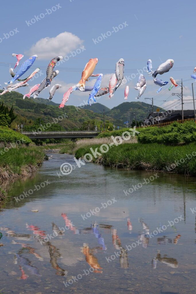 川の水面に映るこいのぼりの幻想的な写真素材
