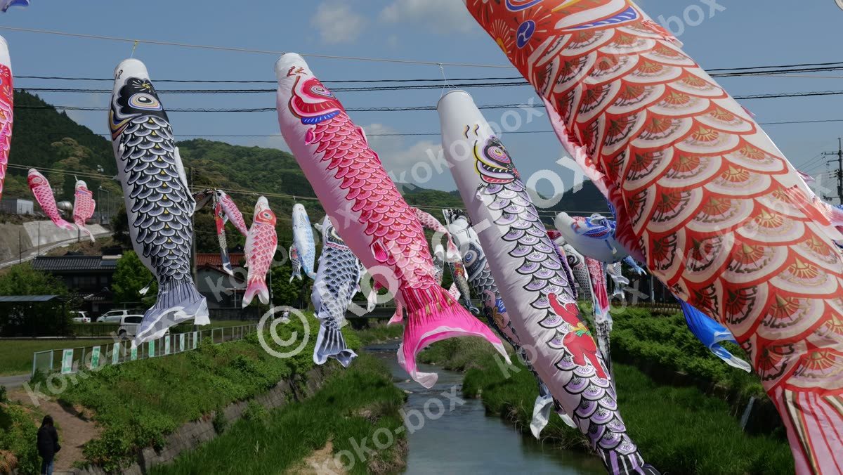 川沿いに舞う大量のこいのぼり4K動画素材