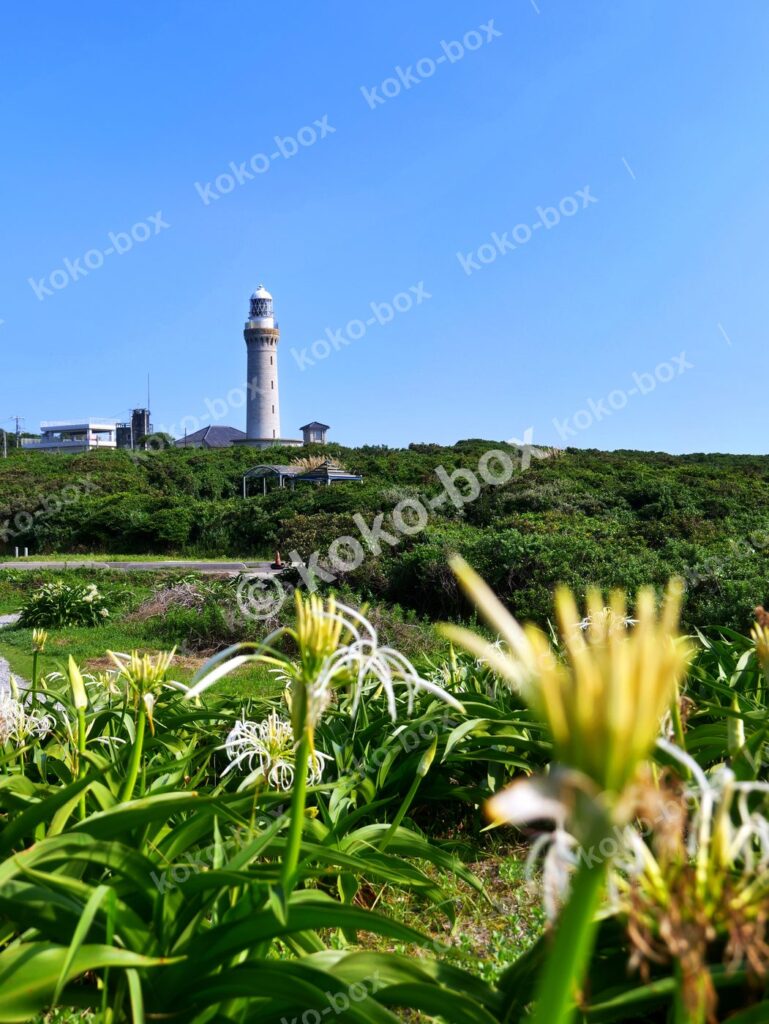 青空を背景にハマオモトが咲く海岸の灯台の縦位置写真