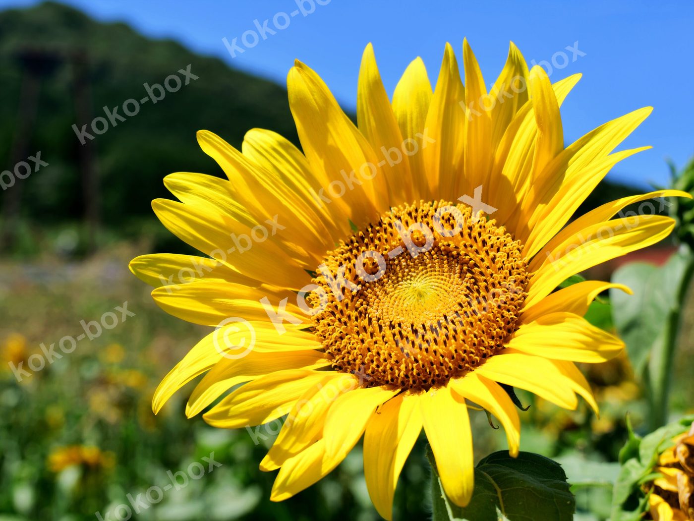 ビタミンカラーの元気な黄色いひまわり 夏の花 横位置写真素材