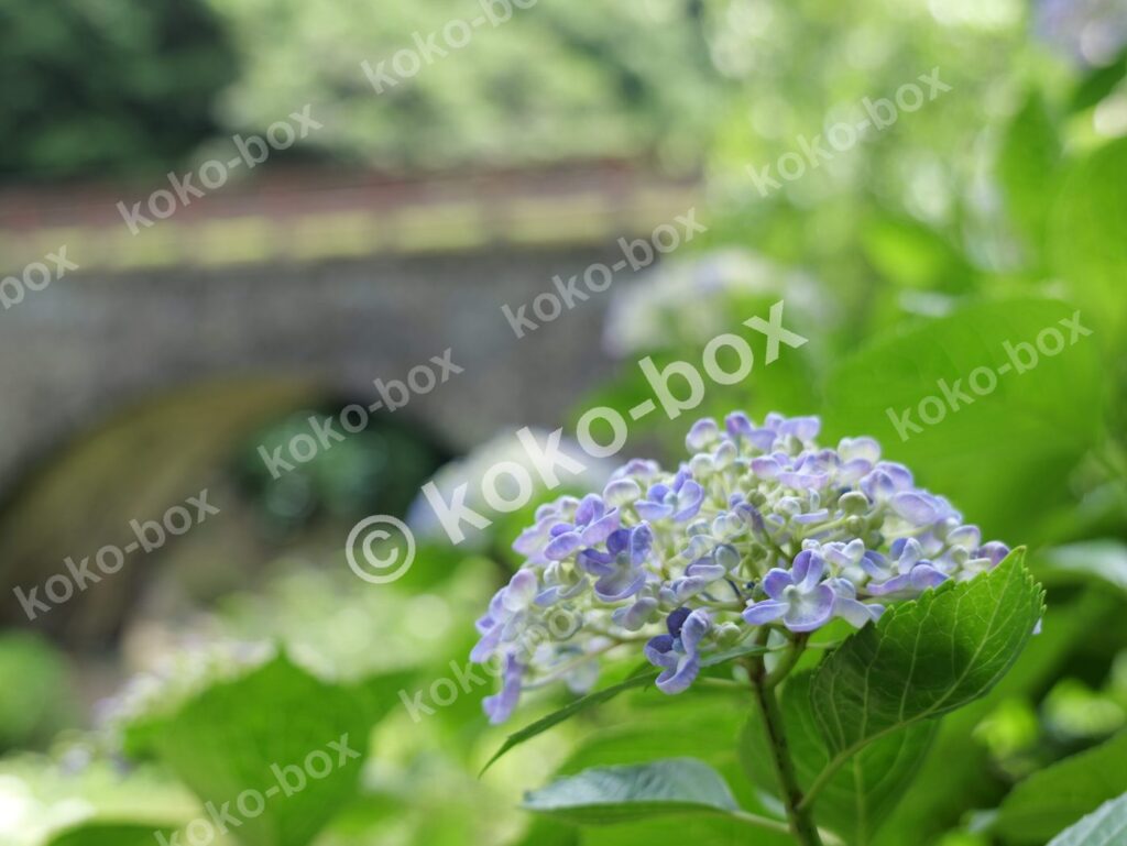 石橋と薄青色の紫陽花 風景写真素材