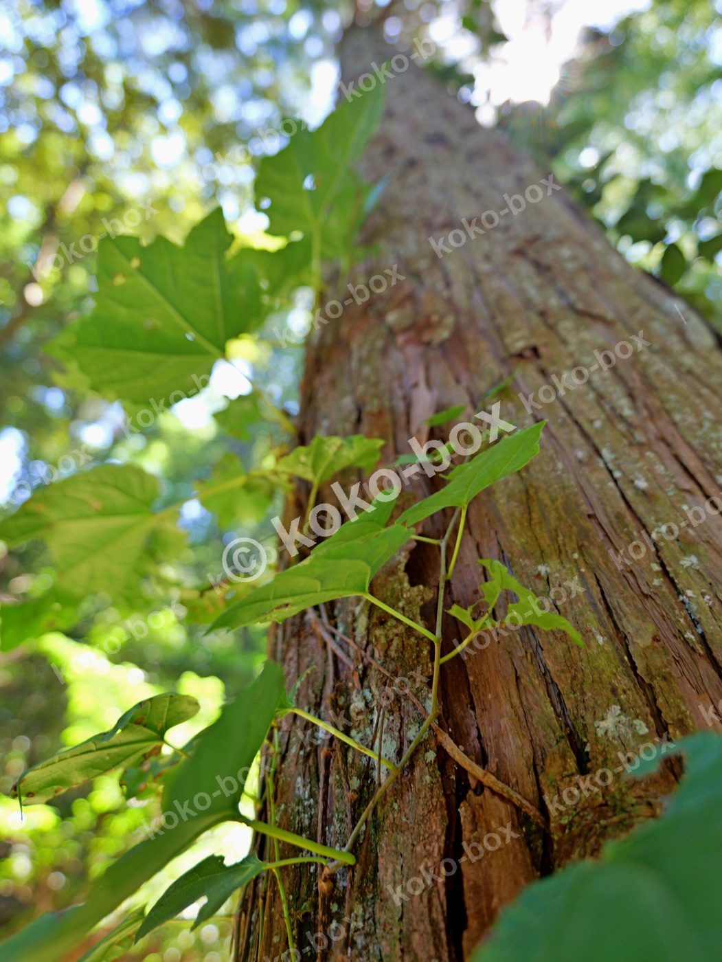ツタが絡まる大きな杉の木 厳かな自然風景 縦位置写真素材