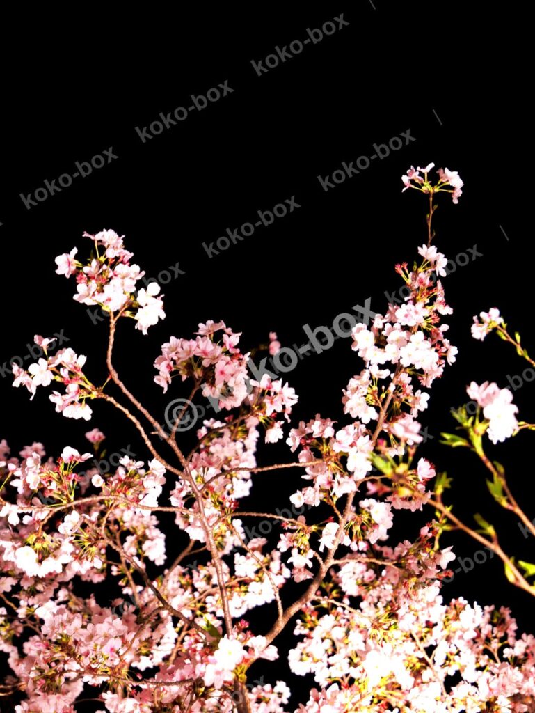 夜空に浮かぶ満開の桜 幻想的 縦位置 写真素材