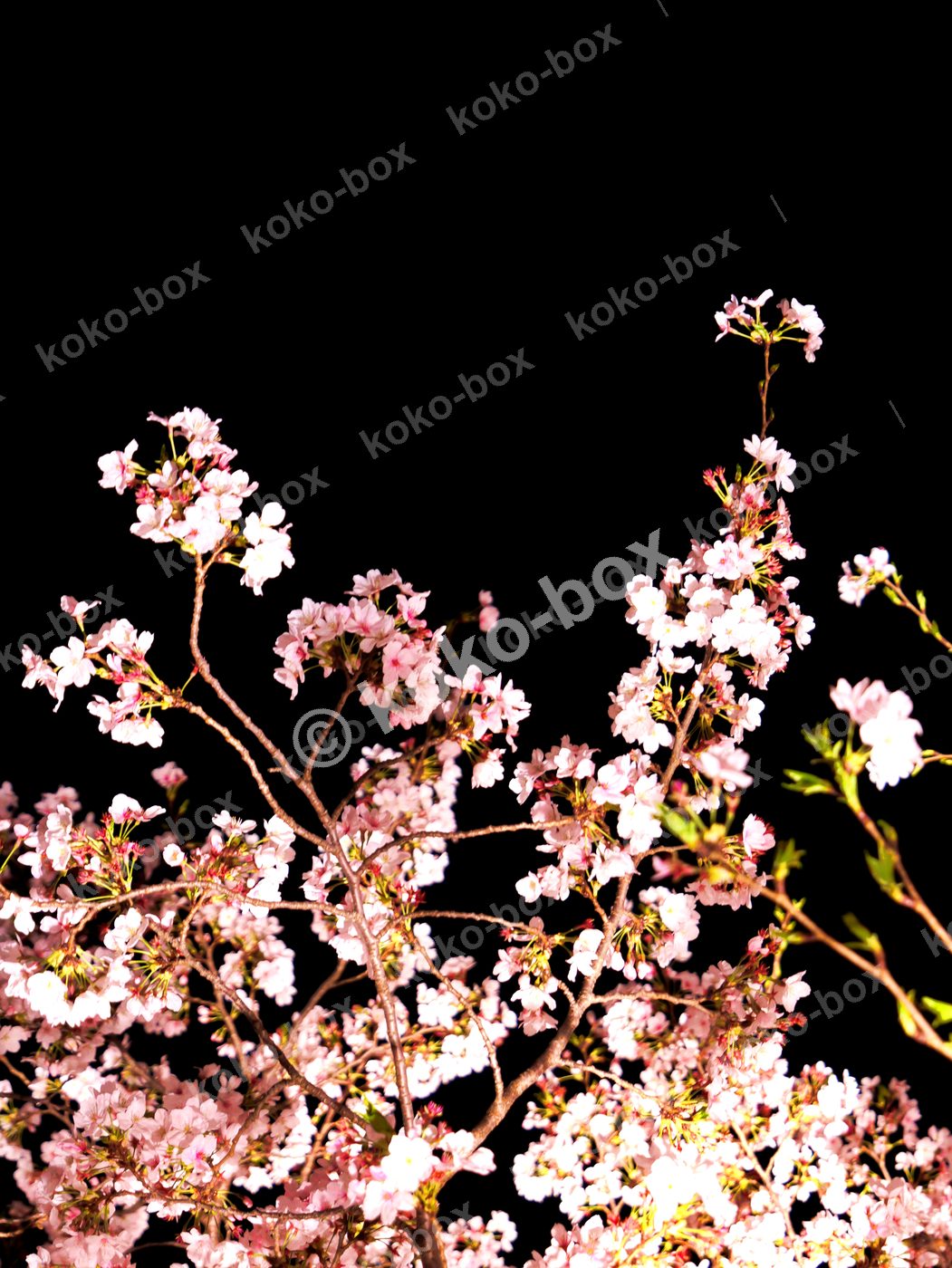 夜空に浮かぶ満開の桜 幻想的 縦位置 写真素材