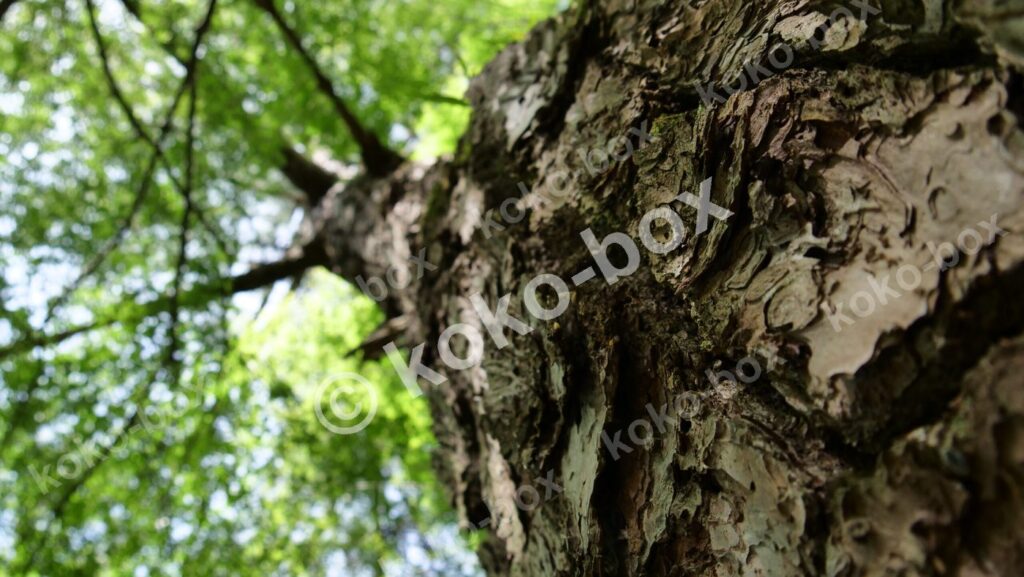 新緑の木々、下から見上げた緑の葉と幹の写真素材
