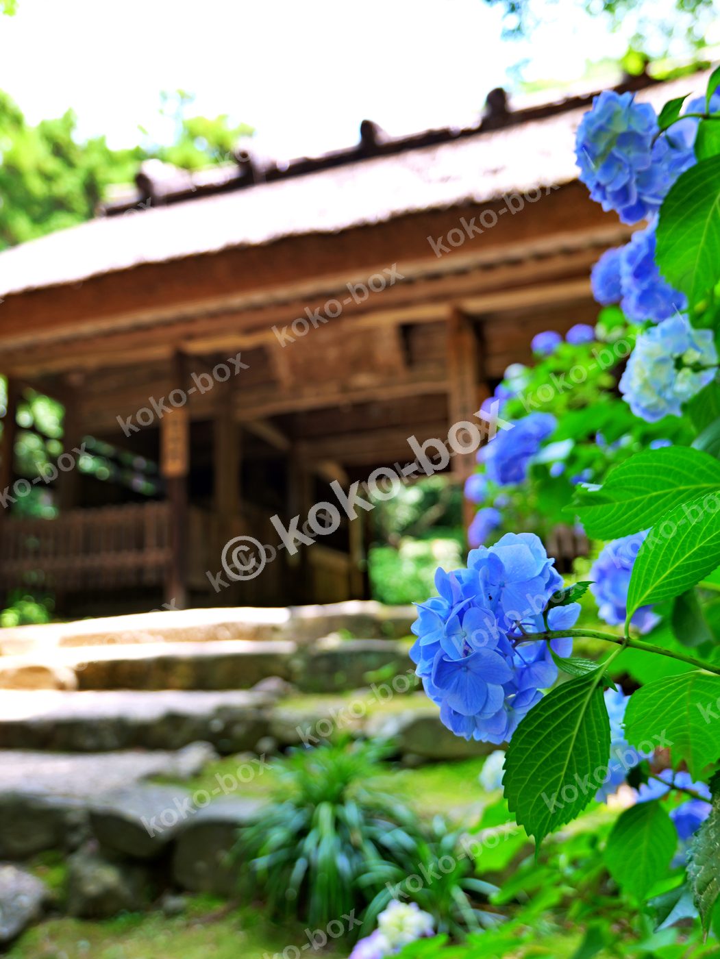 梅雨に咲く茅葺き屋根と紫陽花 縦位置写真素材