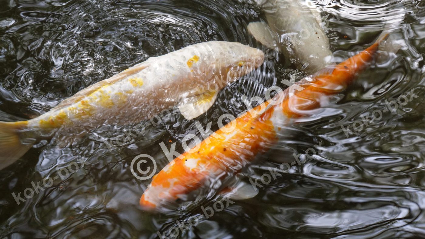 鯉が泳ぐ池の水面、波立つ幻想的な写真素材