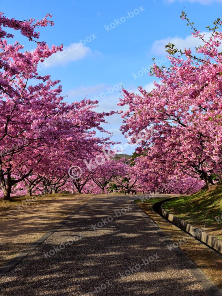 満開の河津桜並木 春の陽光 縦位置写真素材