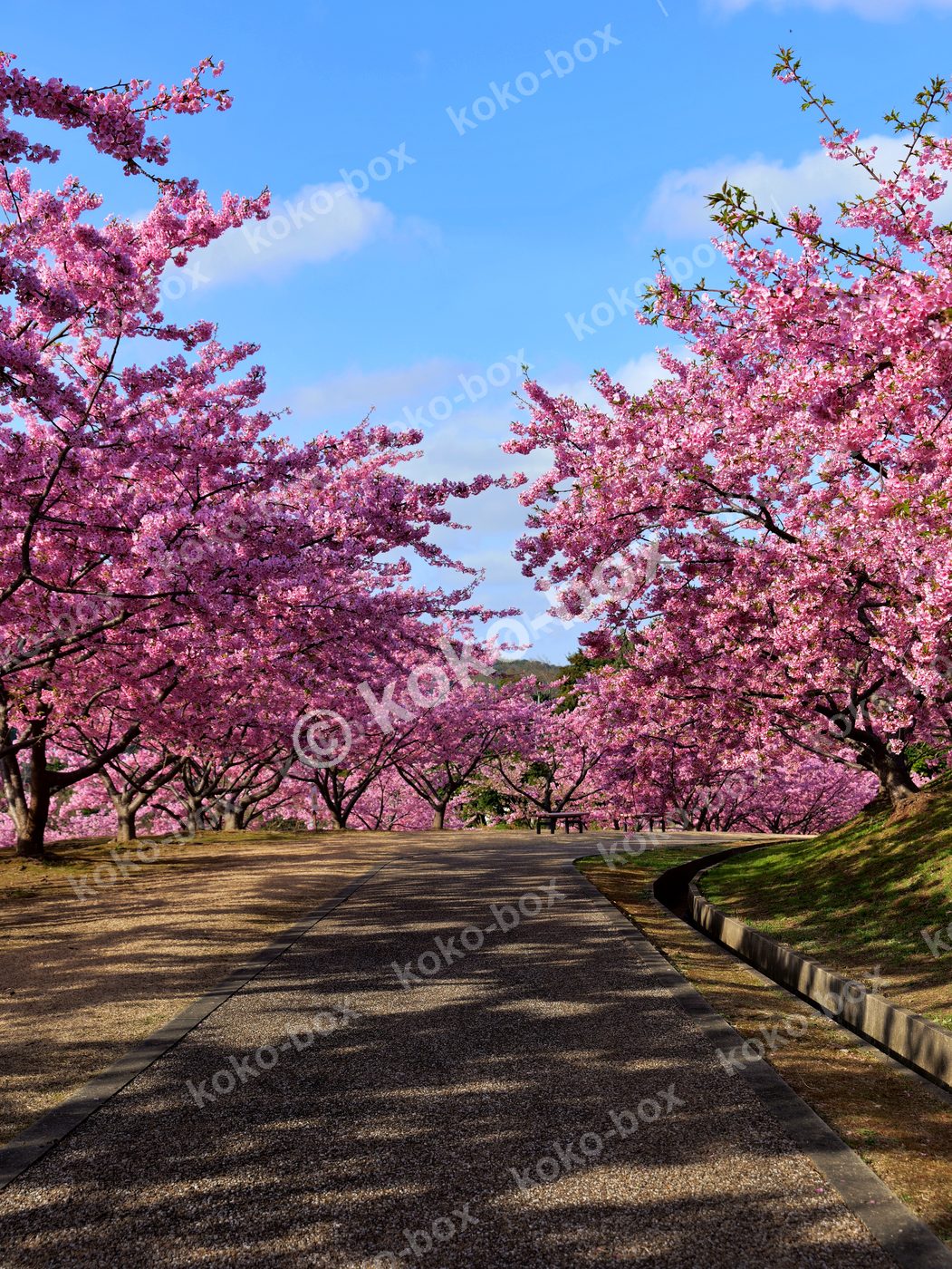 満開の河津桜並木 春の陽光 縦位置写真素材