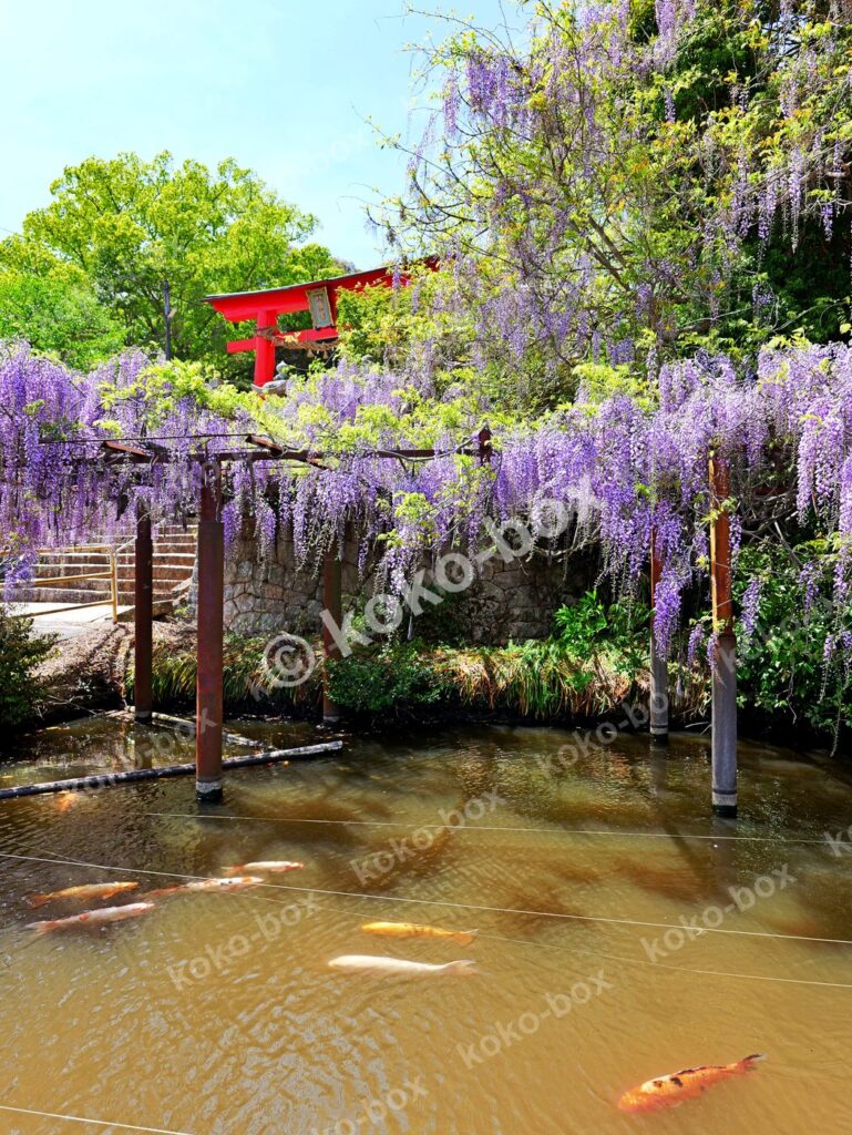 満開の藤棚と鯉泳ぐ池 縦位置写真素材
