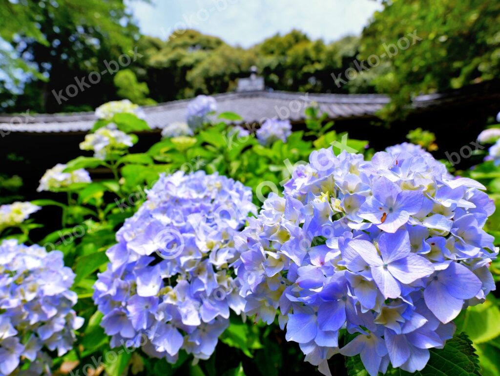 初夏の寺院に咲く鮮やかな青いアジサイ 横位置 写真素材