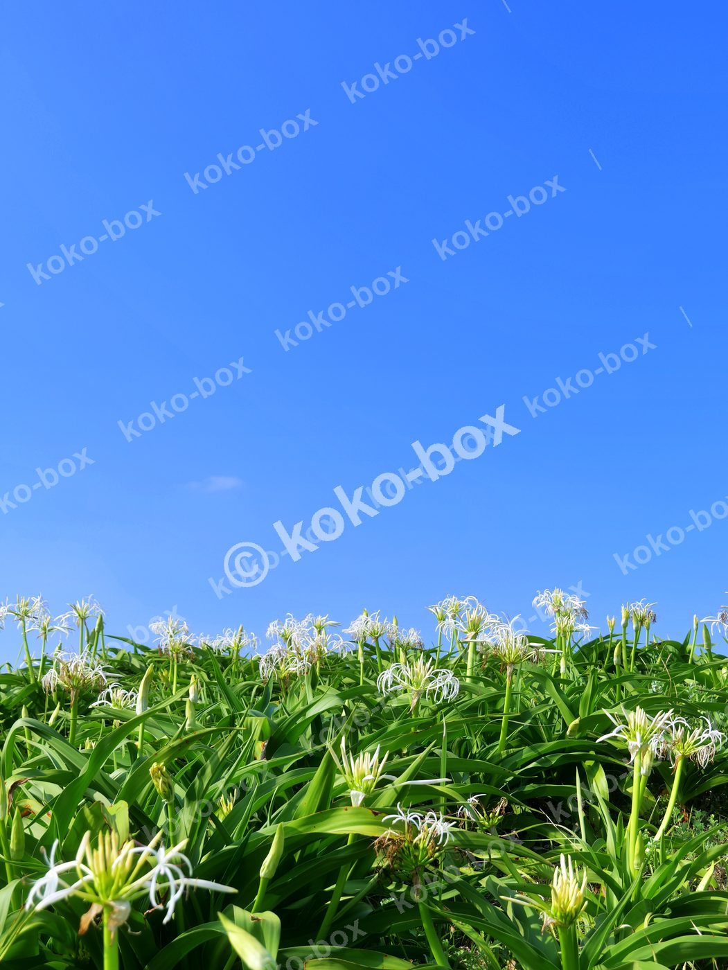 青空を背景に咲く白いハマユウの群生(縦位置)