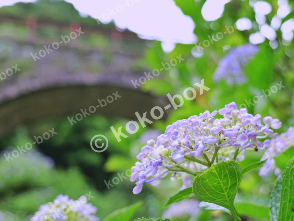 雨上がりの紫陽花と眼鏡橋 横位置 写真素材