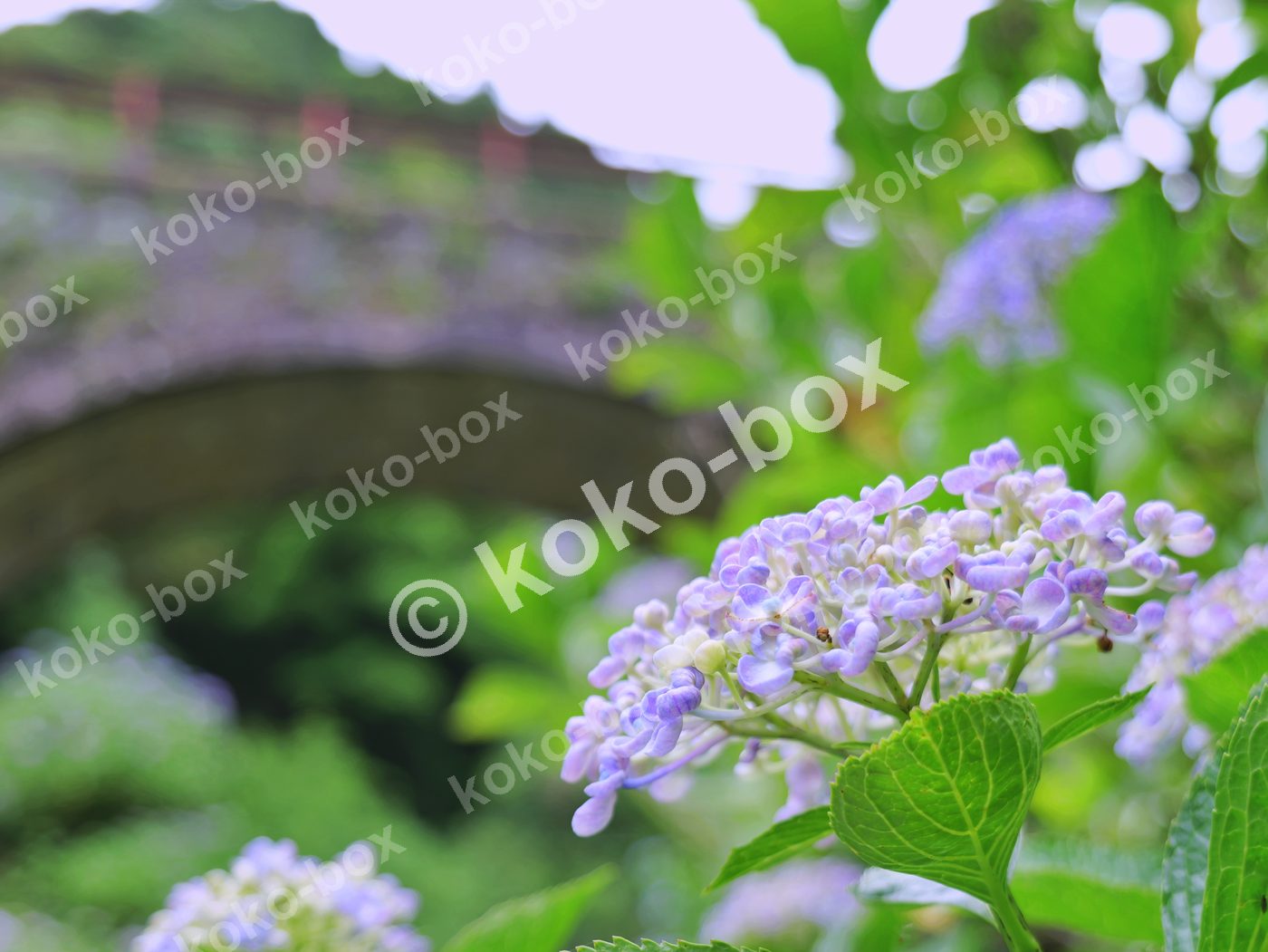 雨上がりの紫陽花と眼鏡橋 横位置 写真素材