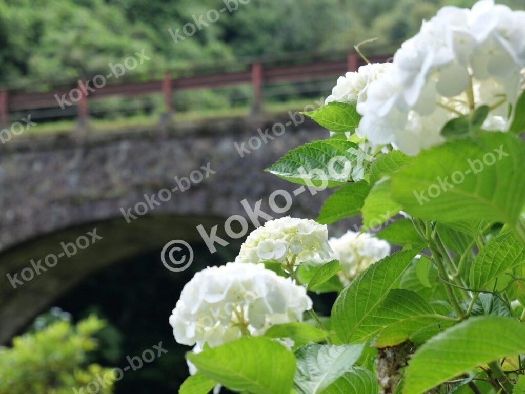 石橋と白い紫陽花グループ 風景写真素材