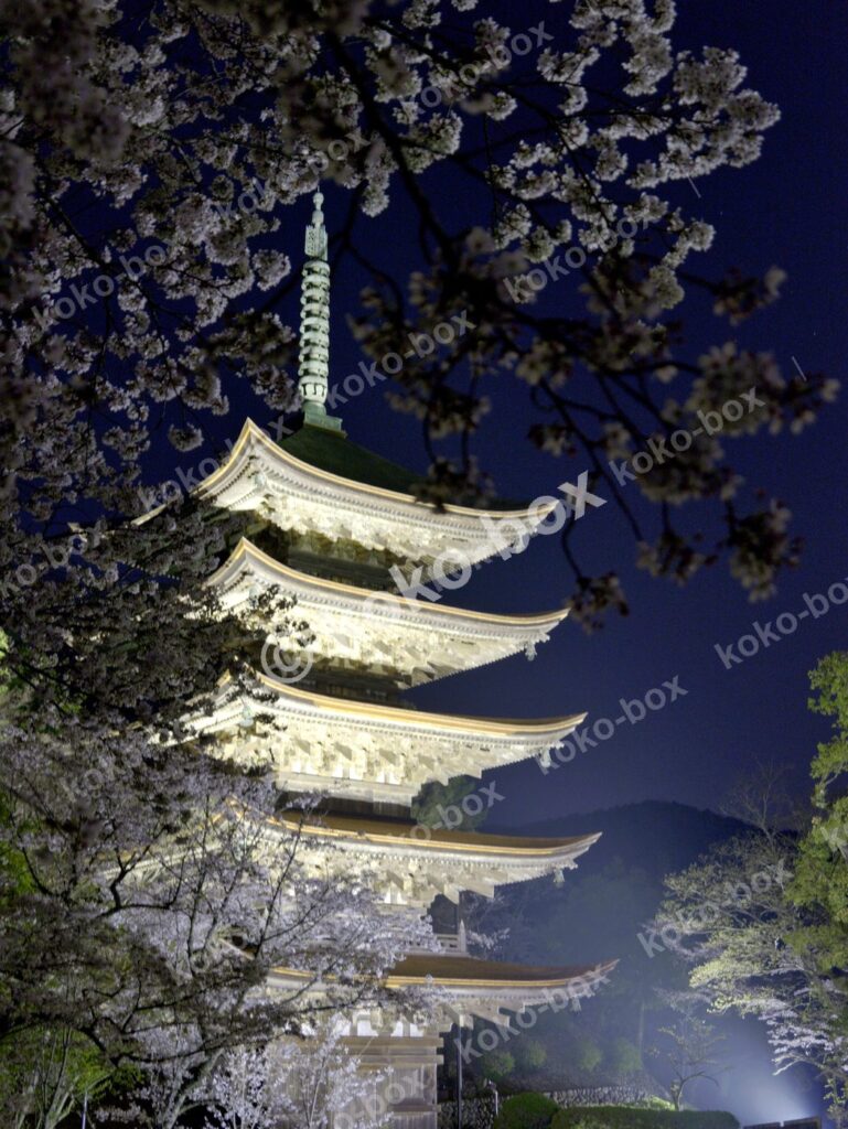 夜桜と照らされる五重塔 幻想的 縦位置 写真素材