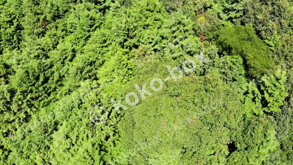 森林空撮 真上から上へスライドする動画 横位置 動画素材