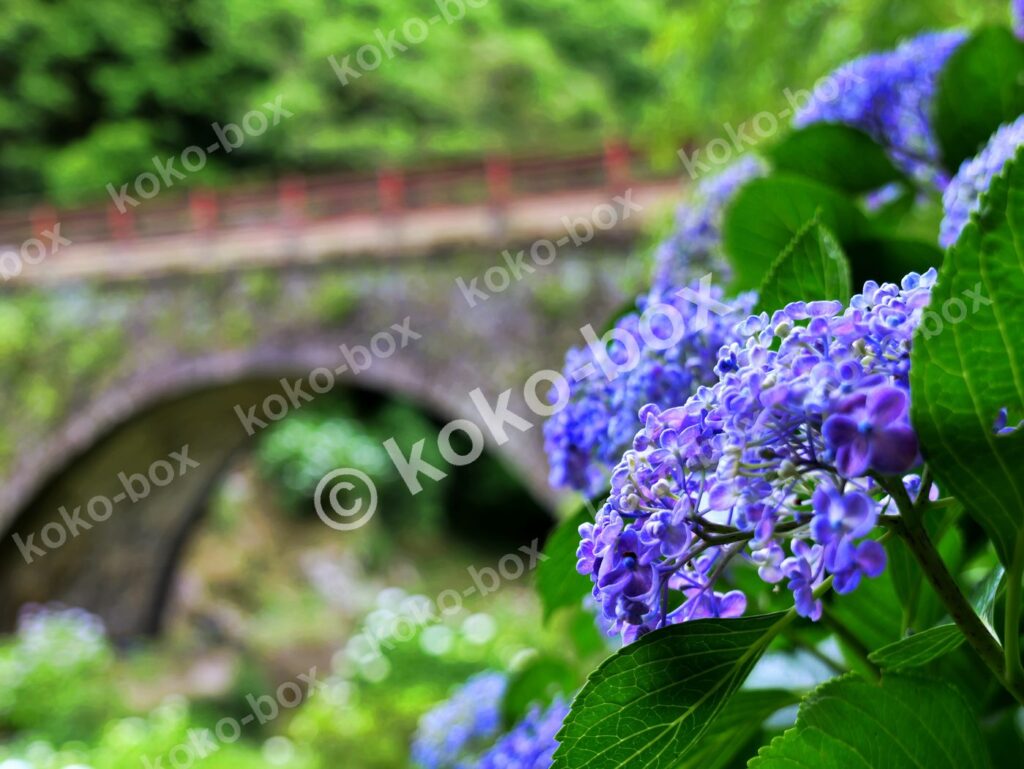 あじさい咲く古都のアーチ橋 横位置 写真素材