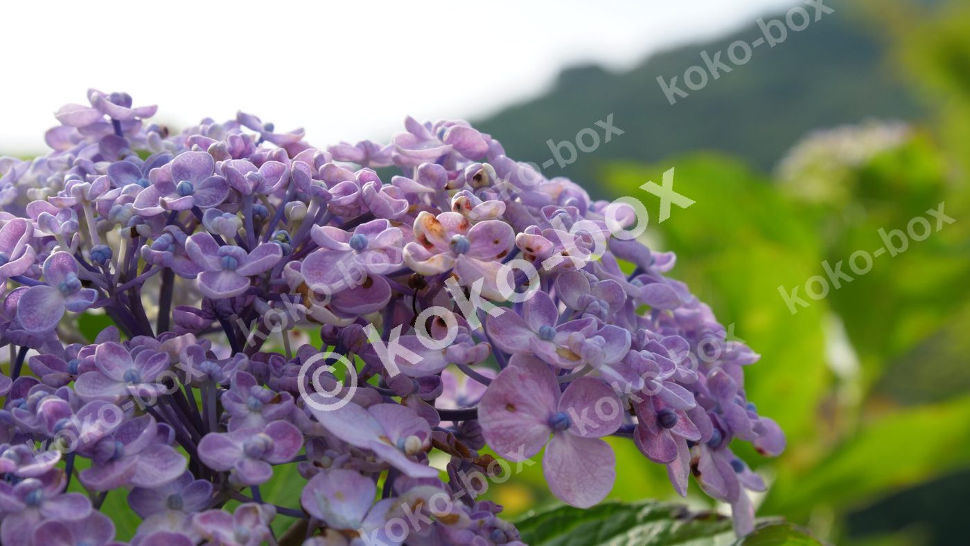 花開きそうな紫色の紫陽花のアップ 写真素材