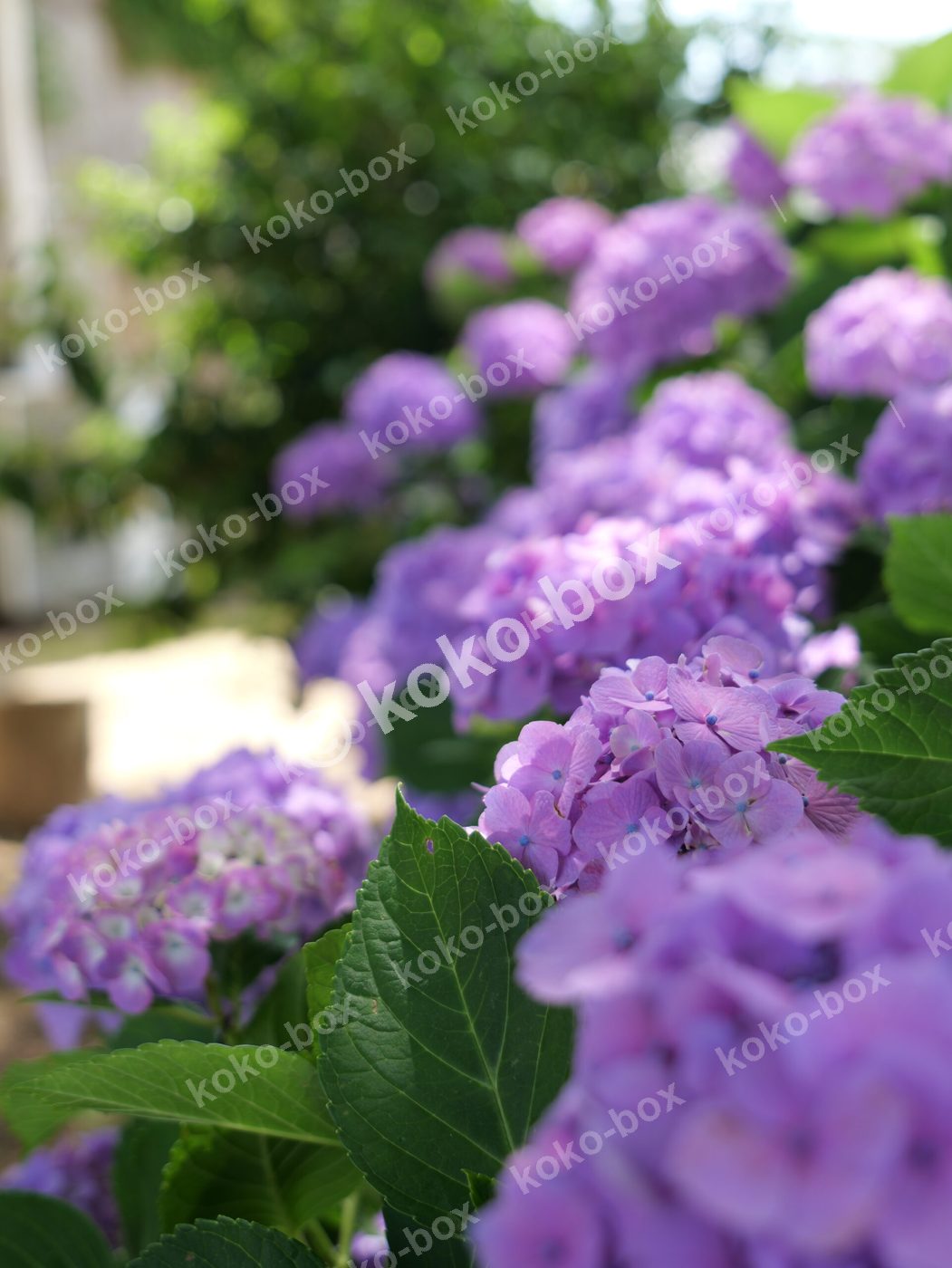 紫色の美しい紫陽花グループ 縦位置写真素材