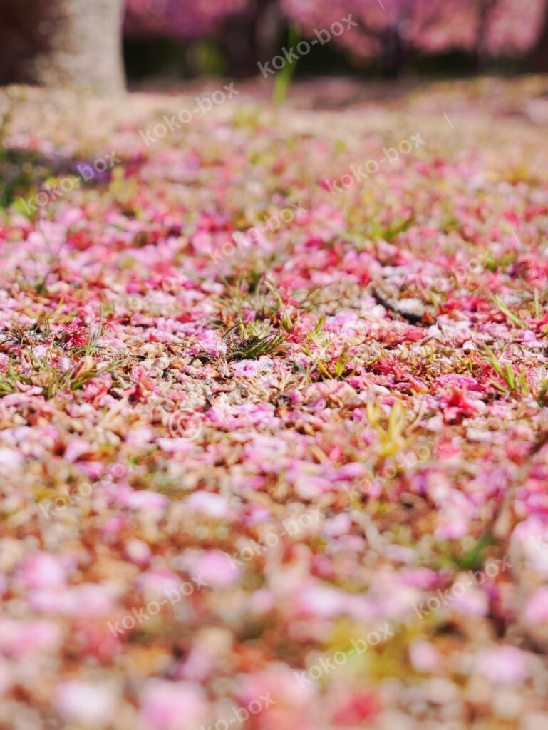 春を彩る桜の絨毯と緑の芽吹く地面 縦位置 写真素材
