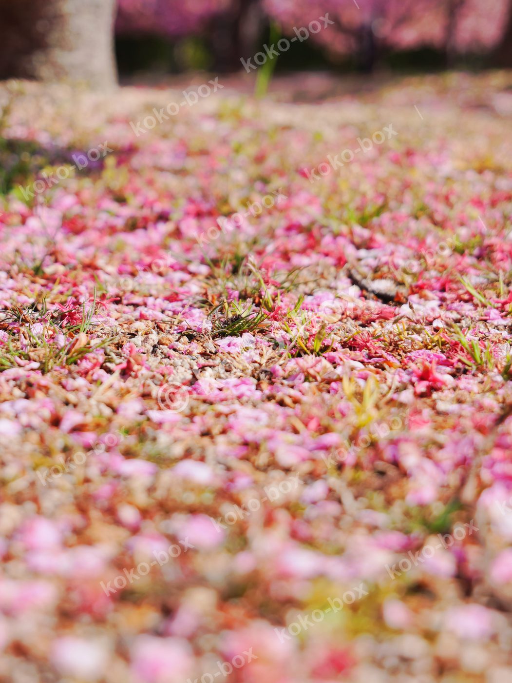 春を彩る桜の絨毯と緑の芽吹く地面 縦位置 写真素材