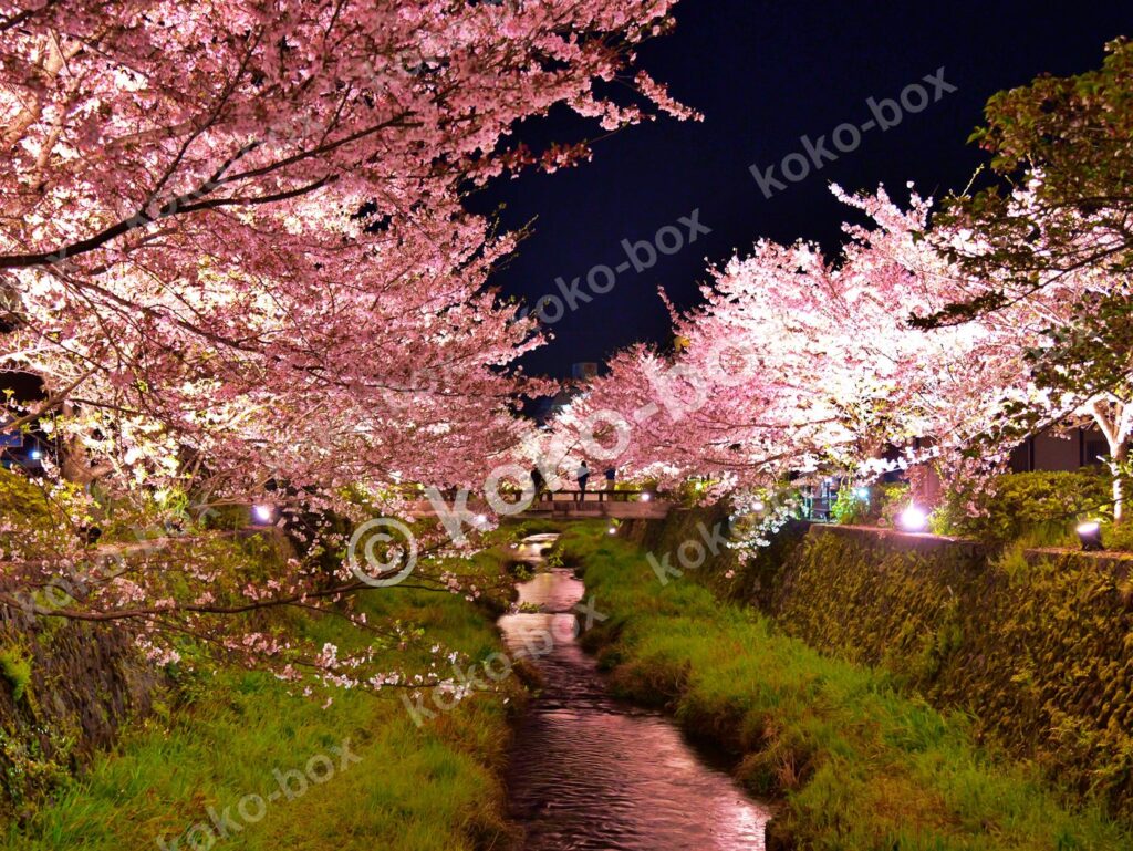 夜の桜並木と小川 幻想的ライトアップ 横位置 写真素材