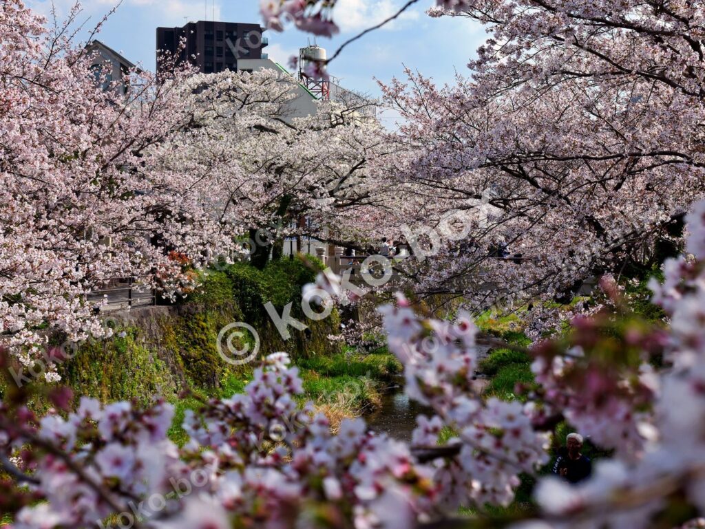 満開の桜と川沿いの小径 横位置 写真素材