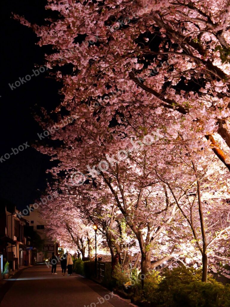 幻想的な夜桜の並木道 縦位置 写真素材