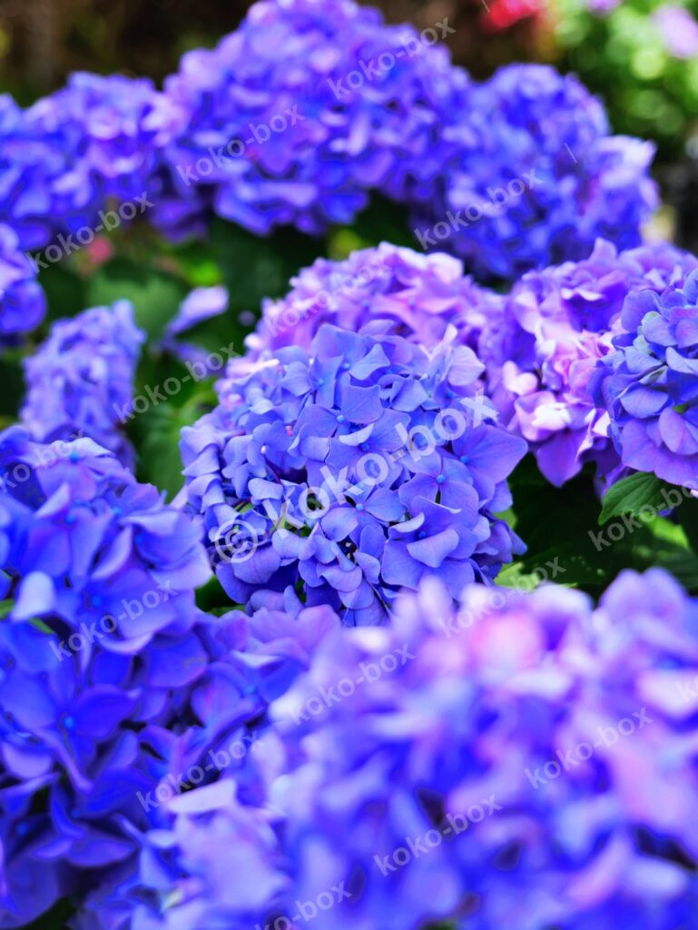 満開の紫陽花と淡い木漏れ日 縦位置 写真素材
