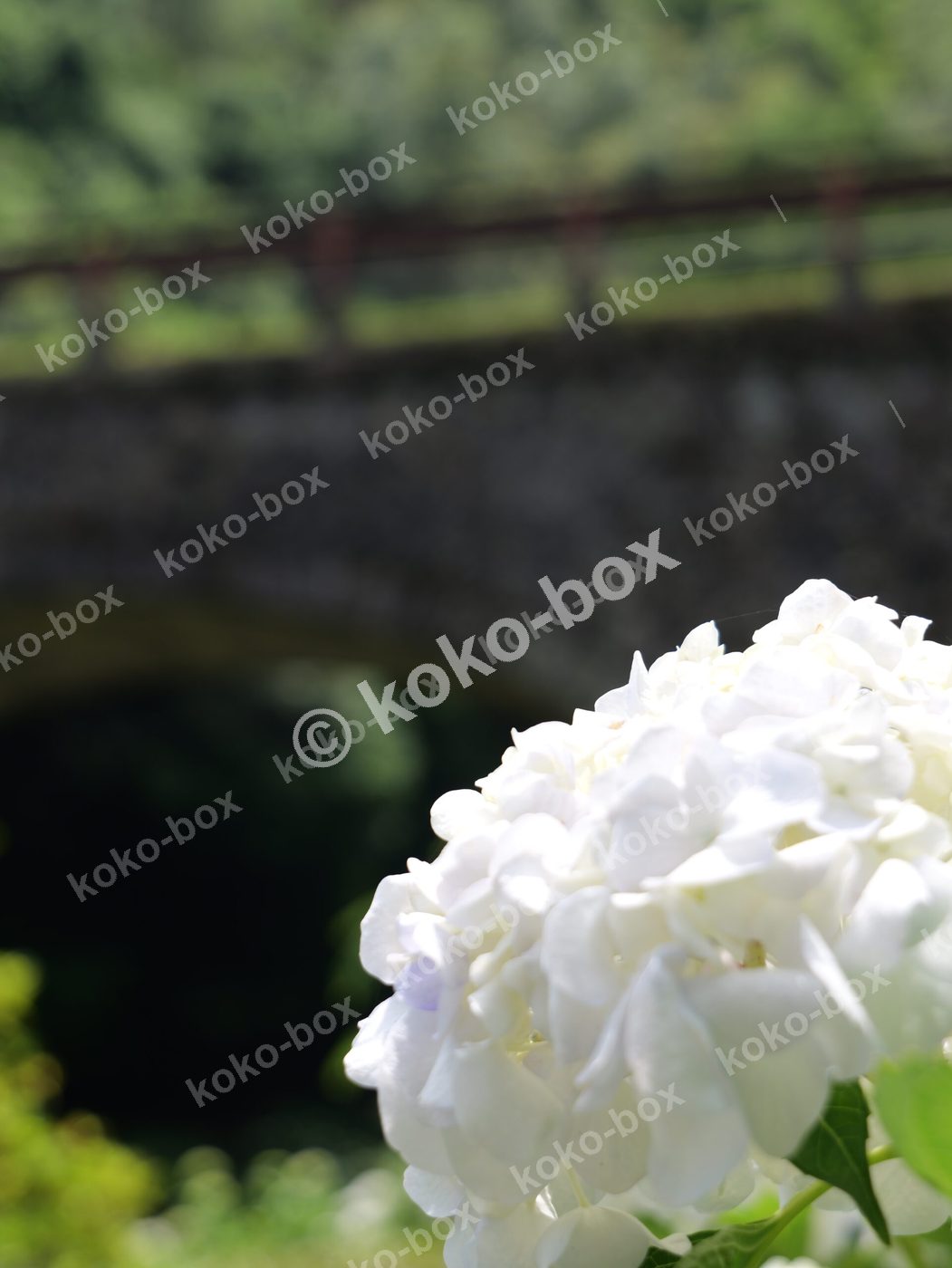 石橋と白色の紫陽花風景縦位置写真素材